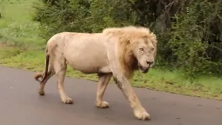 Meet Casper : The Magnificent White Lion of Kruger National Park