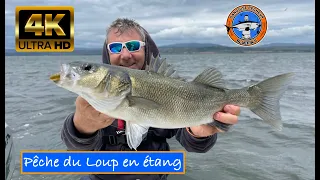 Pêche du Loup aux Leurres  étang de Leucate