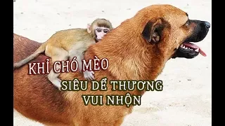 Những chú khỉ vui vẻ rất thích chọc ghẹo chó mèo - TÚ NGUYỄN CHANNEL