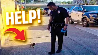 Puppy Chases Police Officers, Seeking Their Help