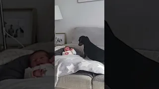 Adorable Dog Cheers Up Crying Baby With Kisses