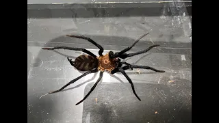 Linothele fallax, Tiger Tunnel Web Spider rehouse and care featuring Tarantula Room Catch Tubes