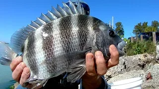 HUGE Sheepshead Caught in My New Secret Spot at The Jetties