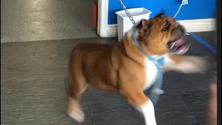 English Bulldog with Human Aggression