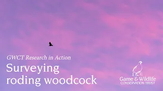 Surveying roding woodcock