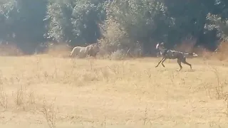 Wild dogs trying to take on a male lion