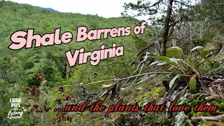 Rare Plants from the Shale Barrens of Virginia