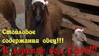 СТОЙЛОВОЕ СОДЕРЖАНИЯ ОВЕЦ!!! #овцеводство #эдильбаевская #ягнёнок #овчарня #кошара #курдючная #овца