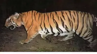 Bengal Tiger vs African Lion Comparison.