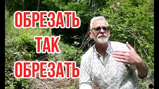 Радикальное омоложение декоративных кустарников /Сирень Мейера? Вейгела/ Игорь Билевич