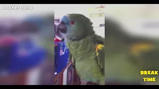 car alarm bird - best alarm impression bird on youtube.