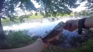 Little Bass Caught Off A Zoom Worm