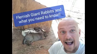 Flemish Giant Rabbits and why you need them!!