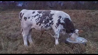 Делаем комбикорм для бычков сами.