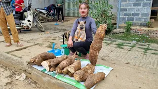 Harvest wild tubers, Bring them to the market to sell ,Daily life | chuc thi Duong