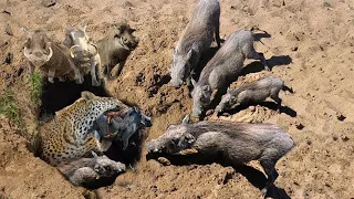 Angry Wild Boar Attacks Leopard Madly To Save His Baby