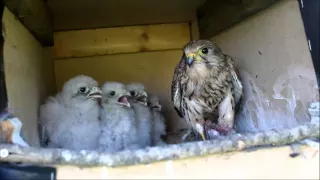 kestrels nesting