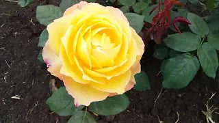 Цветение роз после дождя, новые сорта в саду