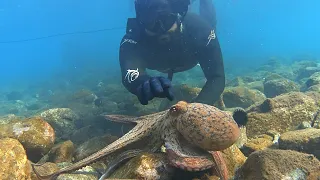 Searching for FOOD into the Winter | Spearfishing the Aegean 🇬🇷 ✔