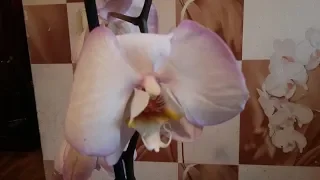 купил орхидею=делай это .видео для новичков.