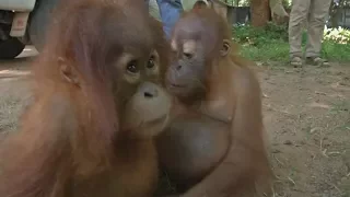 О контрабандных детёнышах орангутана позаботятся тайские специалисты(новости)