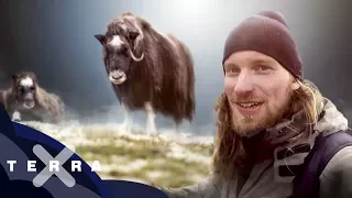 Wildlife Vlog: Moschus-Ochsen in Norwegen | Fabian Mühlberger
