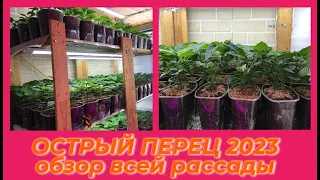 ИСПЫТАЛА НА РАССАДЕ / САМЫЕ БЮДЖЕТНЫЕ ЛАМПЫ ПОД КОТОРЫМИ ВЫРАСТЕТ КРЕПКАЯ РАССАДА