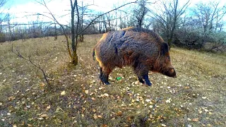 Ловушка на КАБАНА | Как сделать Ловушку на кабана,косульи