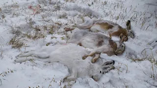 Отличная Охота на зайца! Здоровенный беляк! Три зайца за один день! Первый в жизни заяц-русак!!