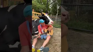 Man plays guitar to a COW