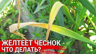 Желтеет чеснок – что делать ?