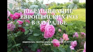 Выращивание европейских  роз в экстремальном климате Зауралья