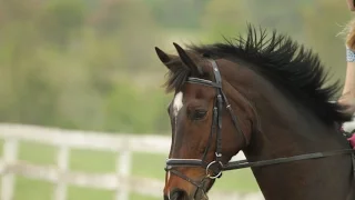 Coming Home~Horse Music Video