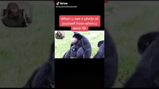 Gorilla Funny Laugh