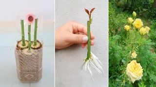 How to propagate Rose tree from banana fruit for beginners (part 2)