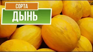 Лучшие Сорта Дыни для Средней Полосы ✔️  Какую Дыню посадить