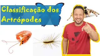 Classificação dos Artrópodes - Insetos / Aracnídeos / Custáceos / Quilópodes / Diplópodes - Zoologia