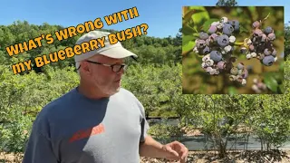 Top 5 things that can destroy your blueberry bushes