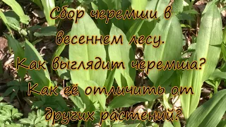 Сбор черемши в весеннем лесу. Как выглядит черемша? Как её отличить от других растений?