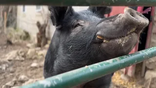 Wayward 450-pound pig named Kevin Bacon hams it on home security video