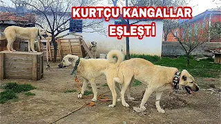 BEKLENEN EŞLEŞME OLDU OLAY YARATACAK YAVRULAR YOLDA AVCI VE DAYI SOYU BOZKIZ..