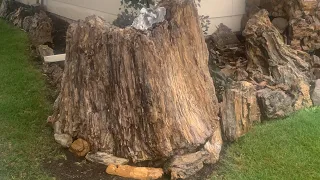 HUGE PETRIFIED tree stump breaks, crazy what was inside !