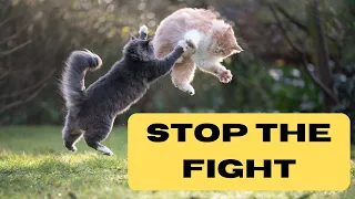 Why do Cats Fight? How to Stop Fight