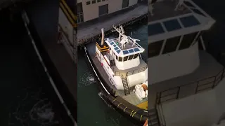 Tug being squished by Star Princess