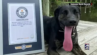 Dog breaks Guinness World Record for having longest tongue in the World