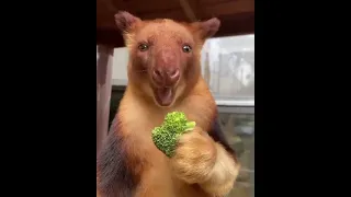 Eat Your Greens like this goodfellow's tree-kangaroo! 🥦.😄🥰