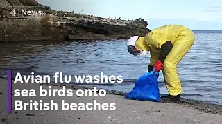 Dead and dying birds wash up on British beaches as avian flu sweeps Europe