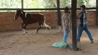 treinamento da marcha picada