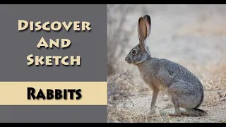 Fun Facts About Rabbits and How to Sketch Them!