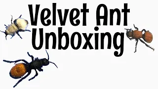 Velvet Ant Unboxing!